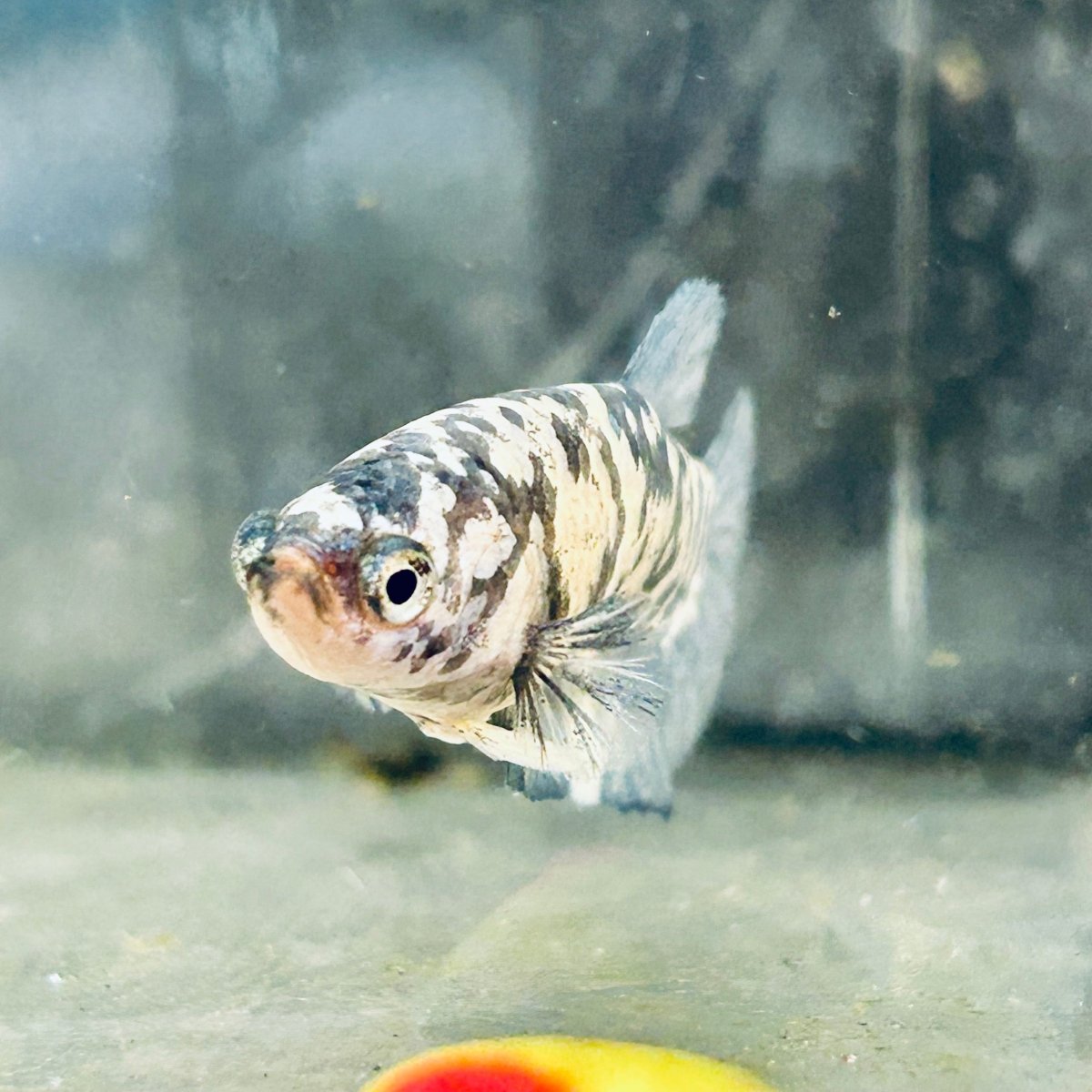 Blua Marble Plakat - Female Betta 089