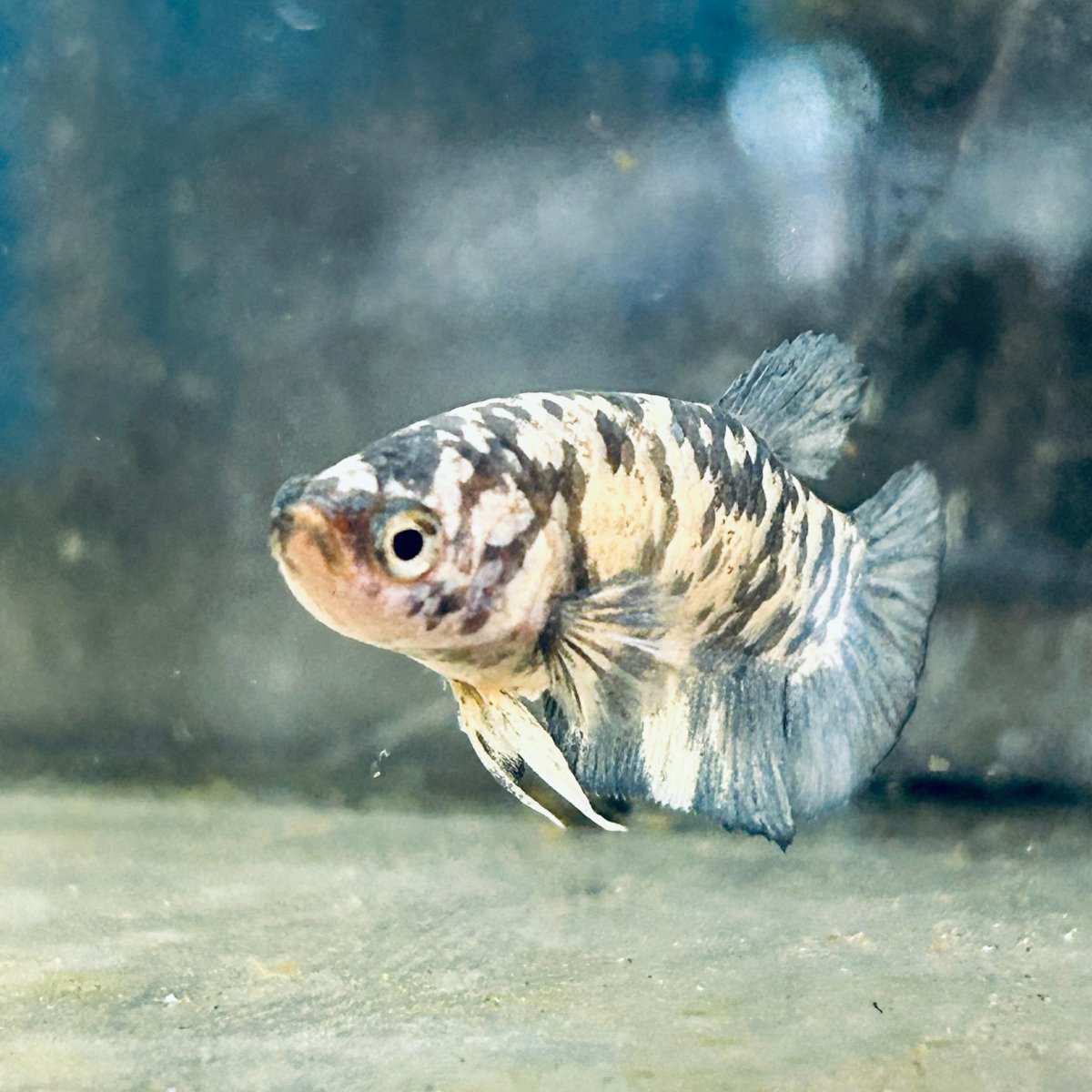 Blua Marble Plakat - Female Betta 089