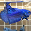 Blue Alien Hybrid Wild - Male Betta