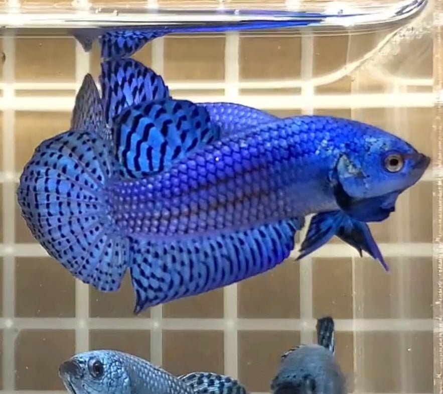 Blue Alien Hybrid Wild - Male Betta