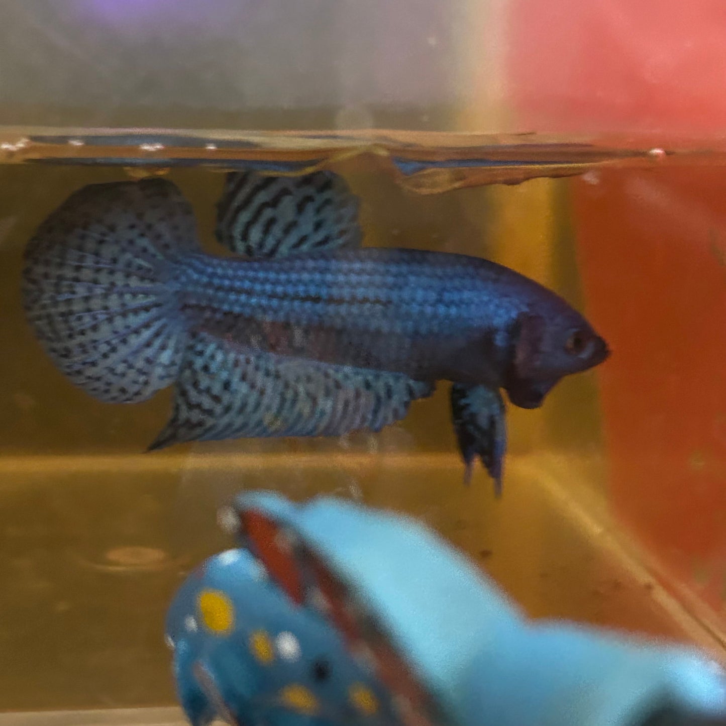 Blue Alien Hybrid Wild - Male Betta