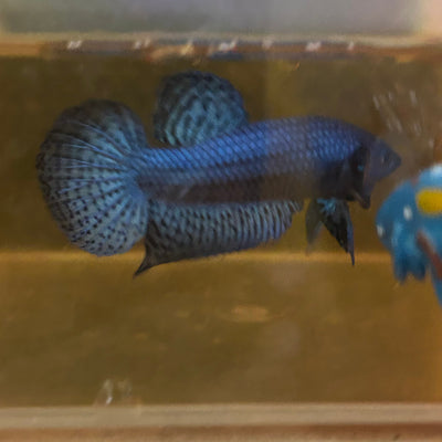 Blue Alien Hybrid Wild - Male Betta