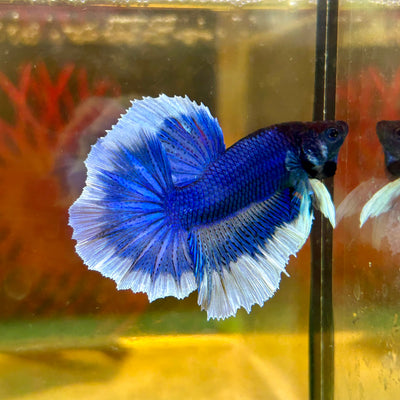 Blue Butterfly Halfmoon - Male Betta 10 - Breeder Grade