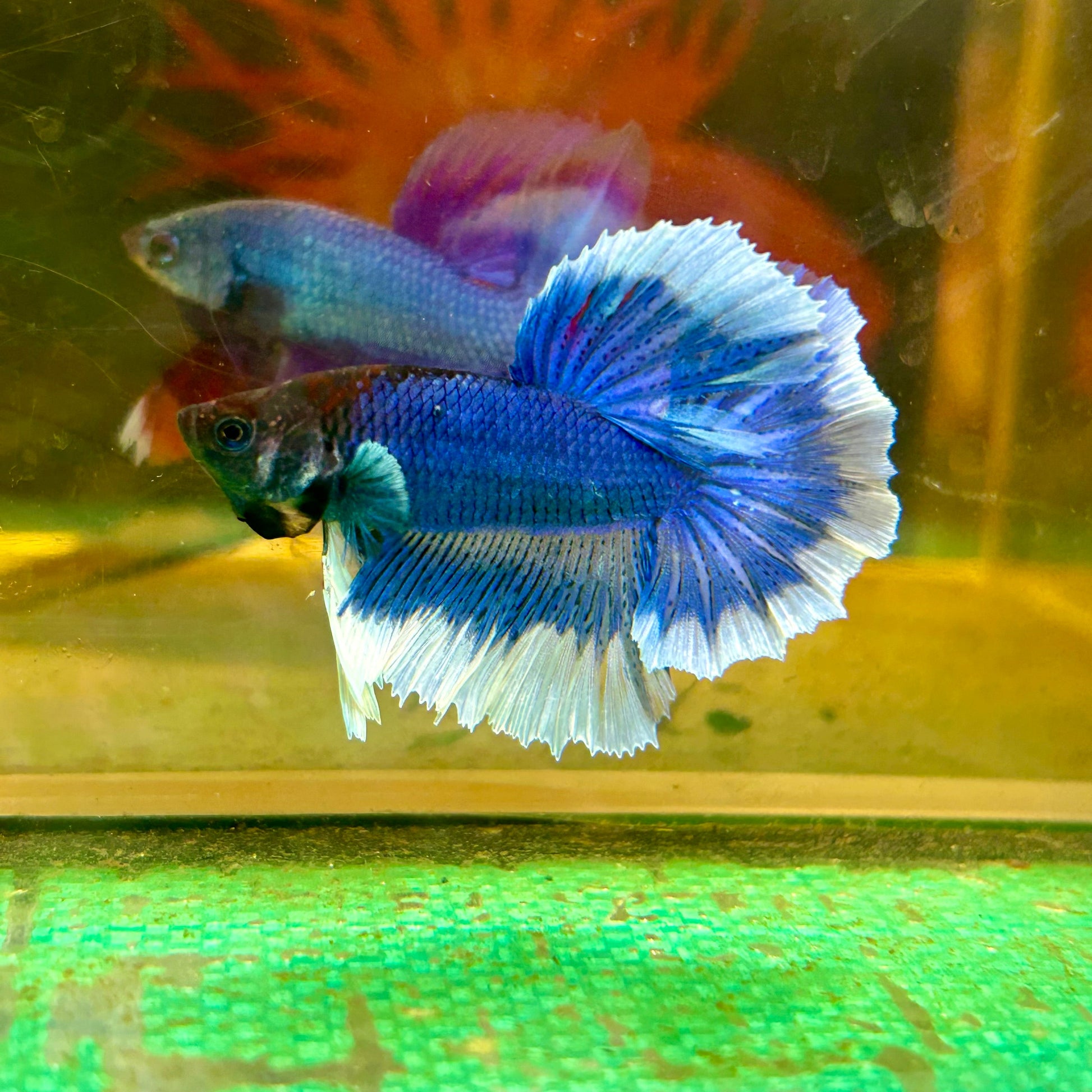 Blue Butterfly Halfmoon - Male Betta 10 - Breeder Grade