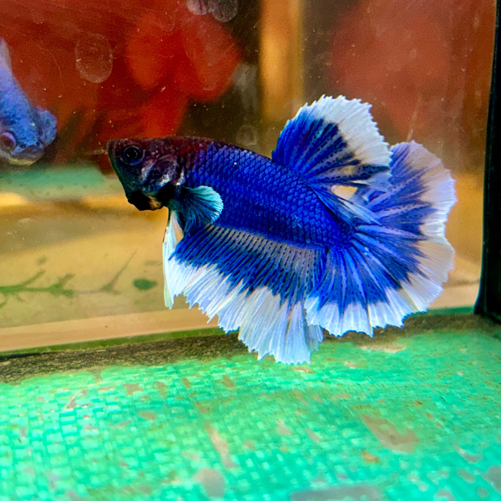 Blue Butterfly Halfmoon - Male Betta 10 - Breeder Grade