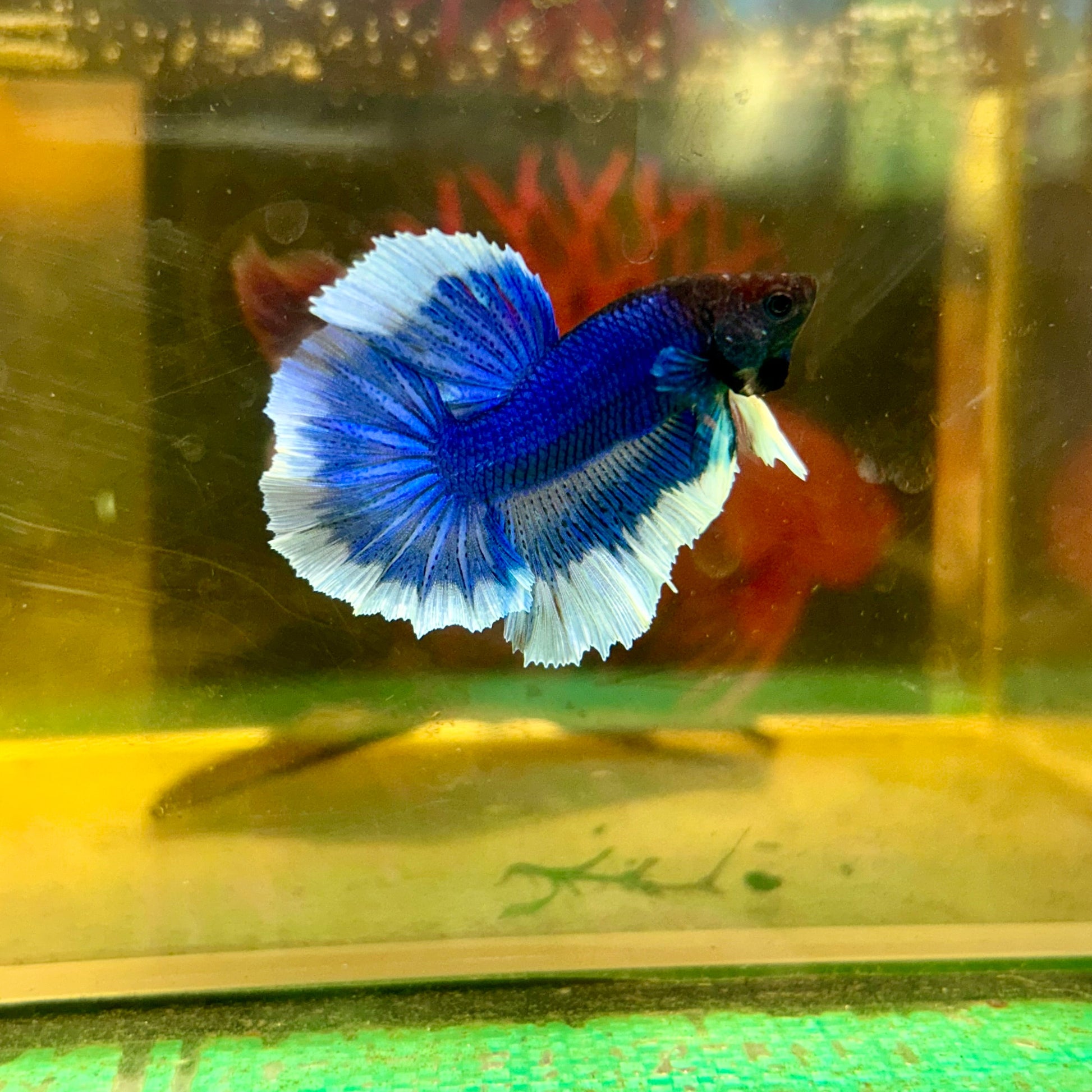 Blue Butterfly Halfmoon - Male Betta 10 - Breeder Grade