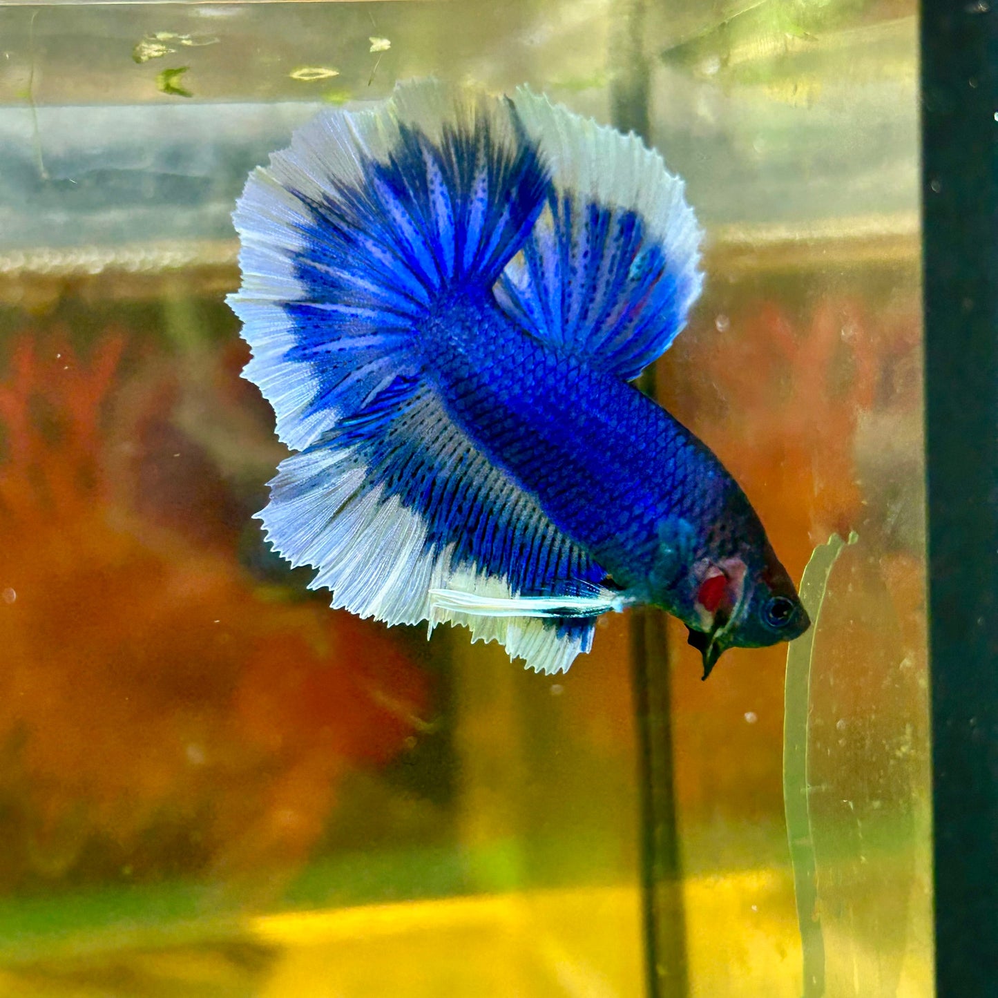 Blue Butterfly Halfmoon - Male Betta 10 - Breeder Grade