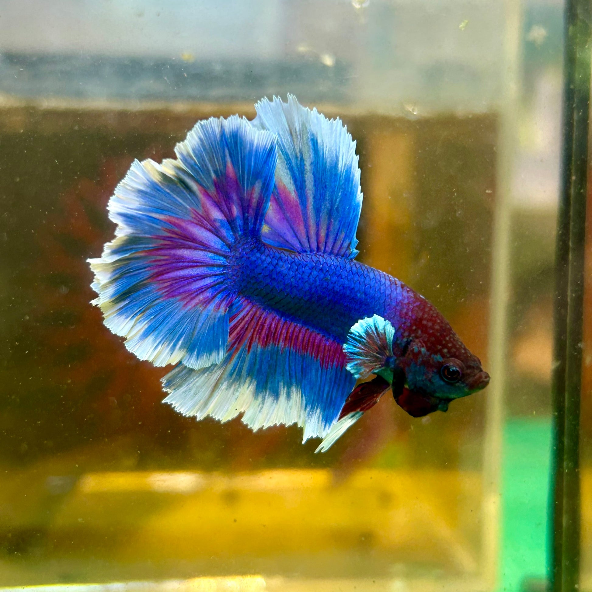 Blue Butterfly Halfmoon - Male Betta 121