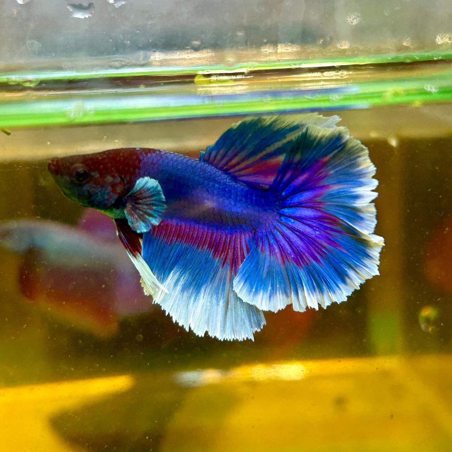 Blue Butterfly Halfmoon - Male Betta 121