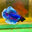 Blue Butterfly Halfmoon - Male Betta 121