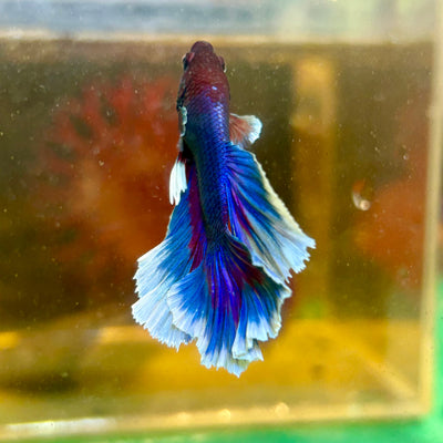 Blue Butterfly Halfmoon - Male Betta 121