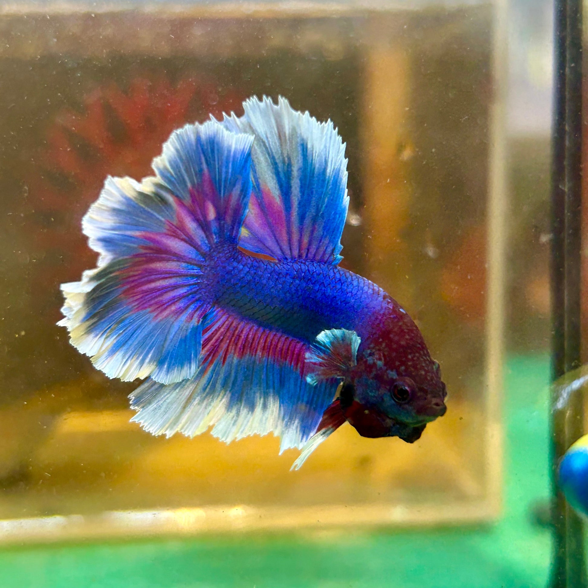 Blue Butterfly Halfmoon - Male Betta 121