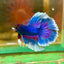 Blue Butterfly Halfmoon - Male Betta 121