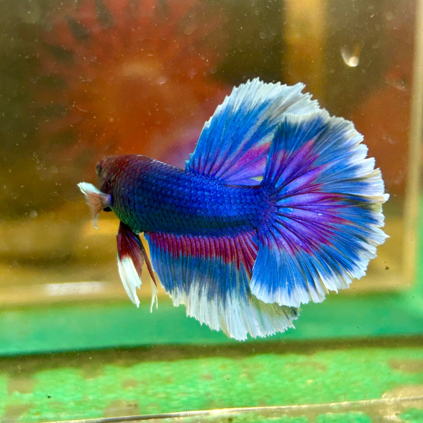 Blue Butterfly Halfmoon - Male Betta 121