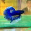 Blue Butterfly Halfmoon - Male Betta 50 - Breeder Grade