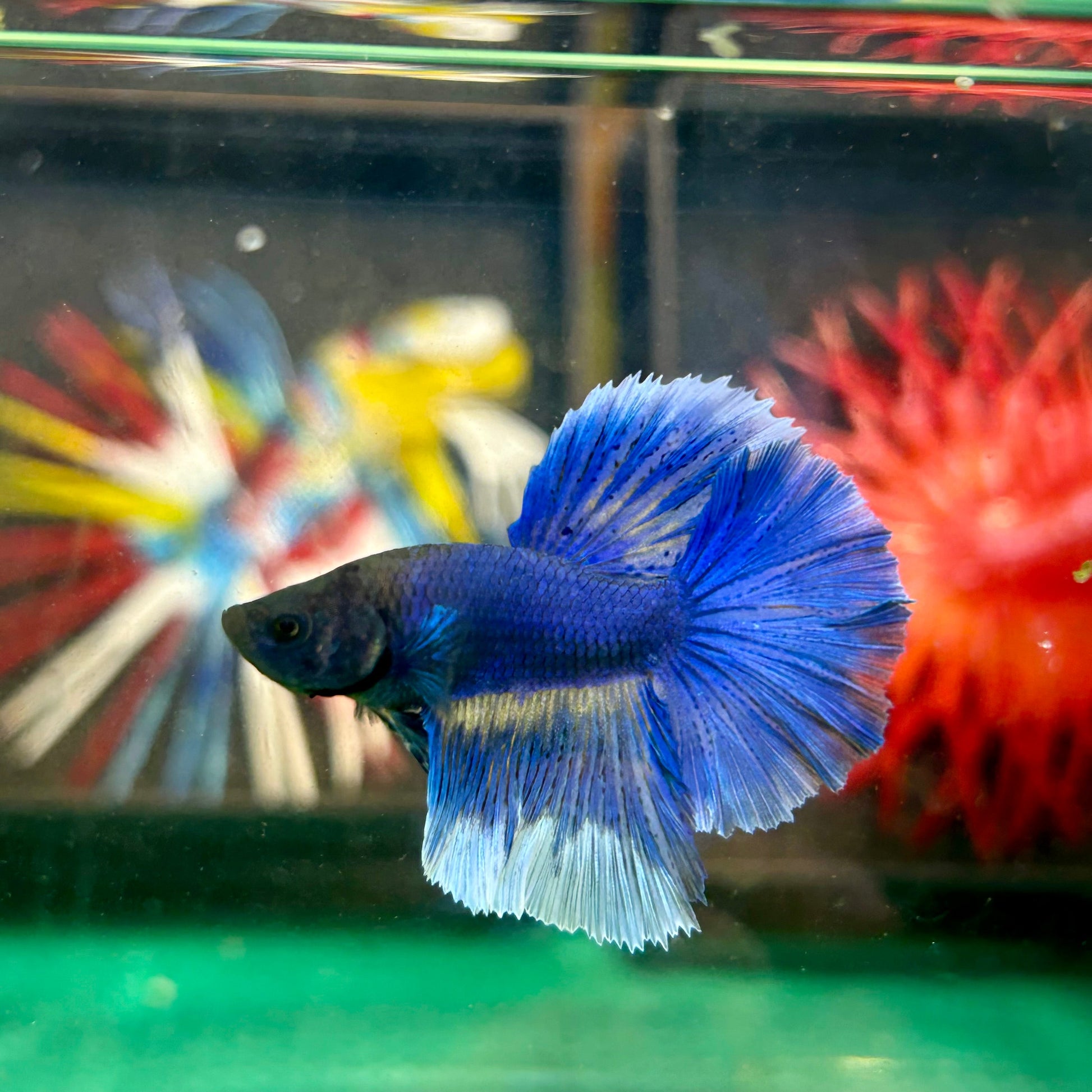 Blue Butterfly Halfmoon - Male Betta 50 - Breeder Grade