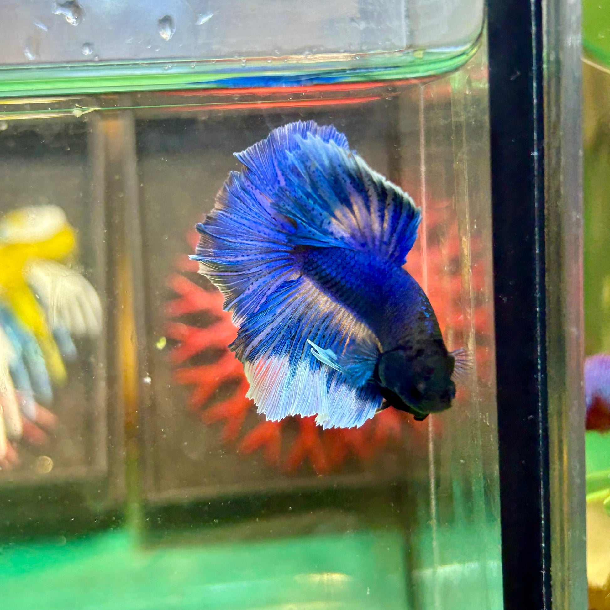 Blue Butterfly Halfmoon - Male Betta 50 - Breeder Grade