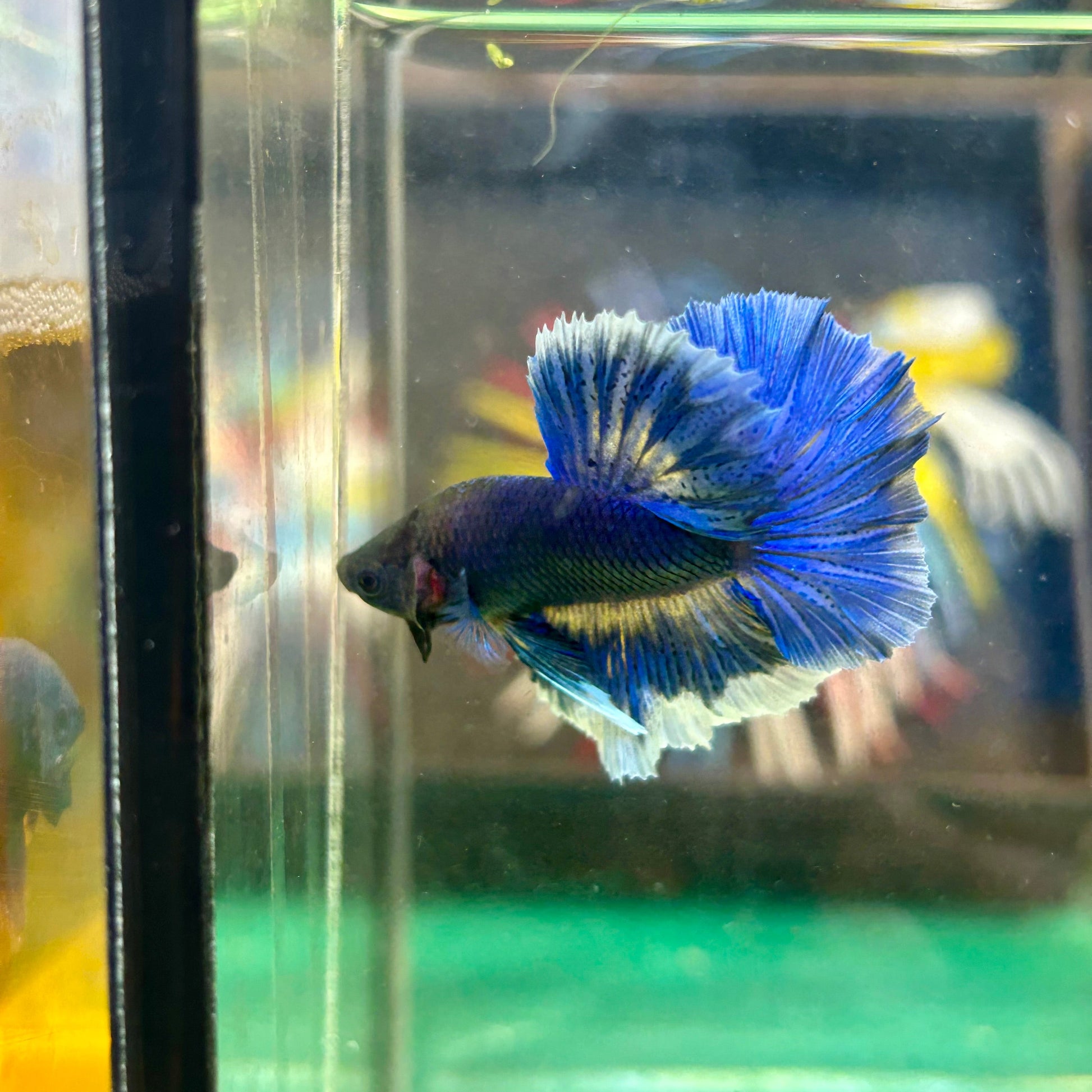 Blue Butterfly Halfmoon - Male Betta 50 - Breeder Grade