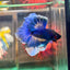 Blue Butterfly Halfmoon - Male Betta 50 - Breeder Grade