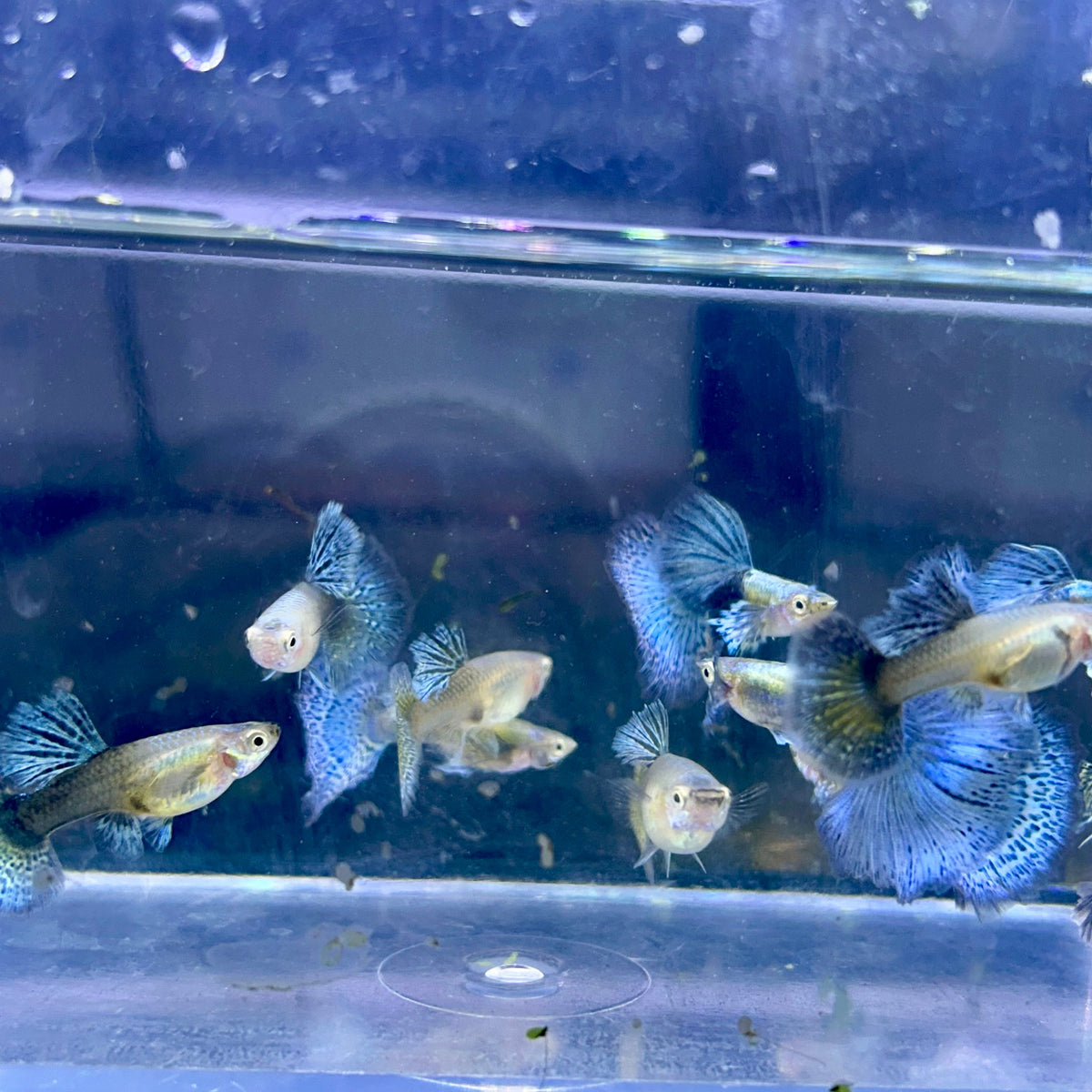 Guppy Fish Blue Dragon