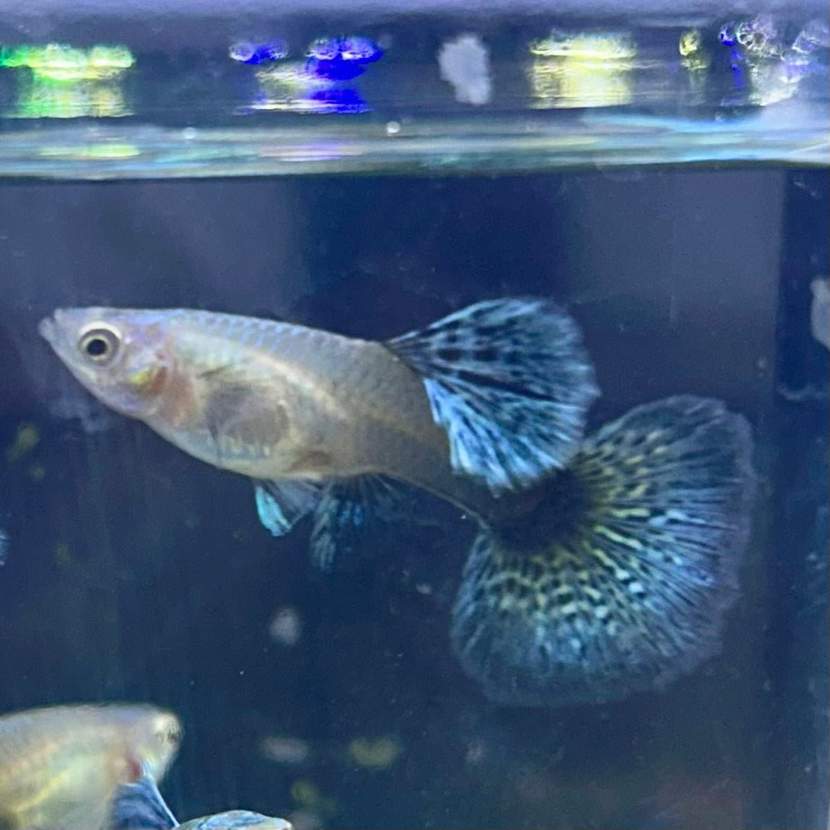 Guppy Fish Blue Dragon
