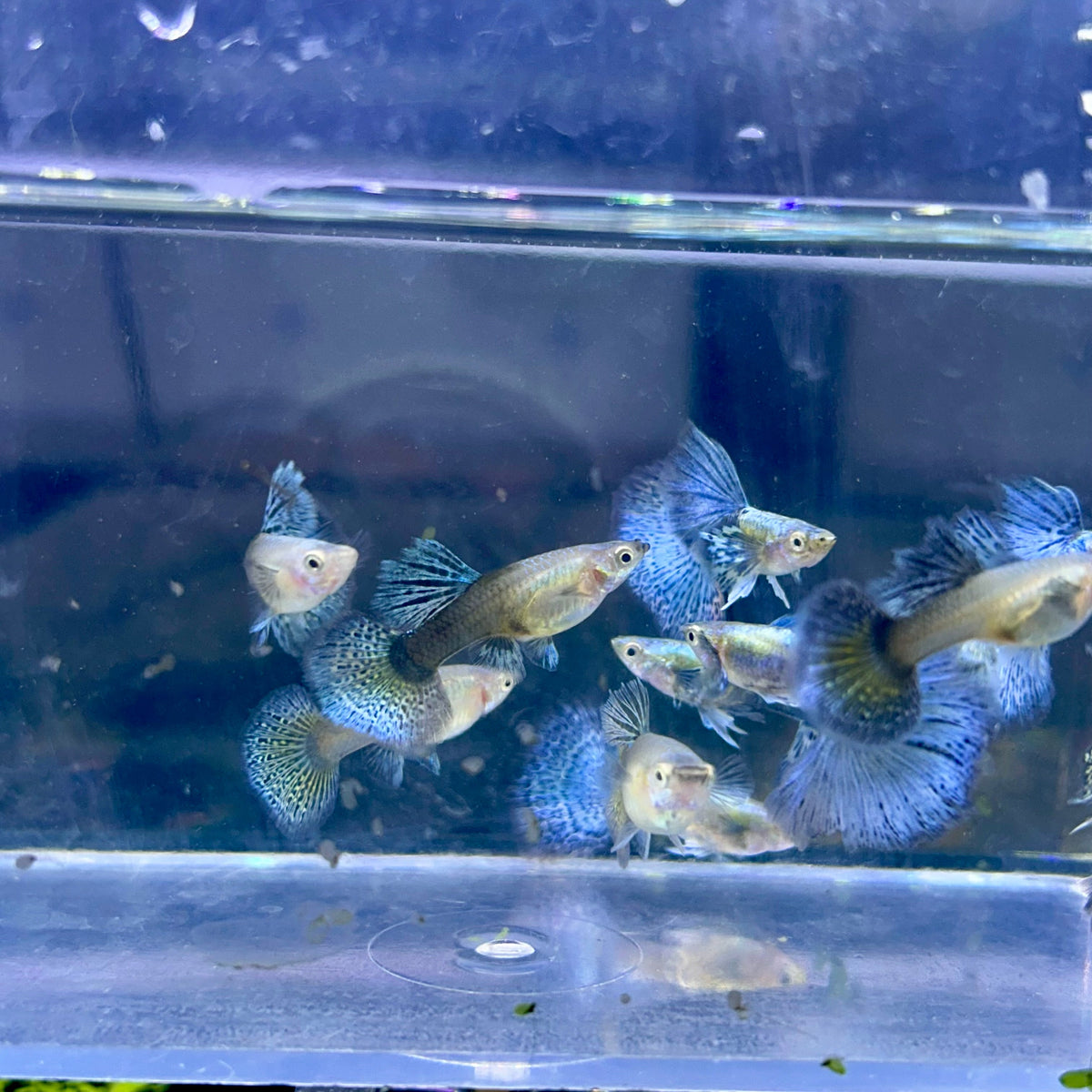 Guppy Fish Blue Dragon