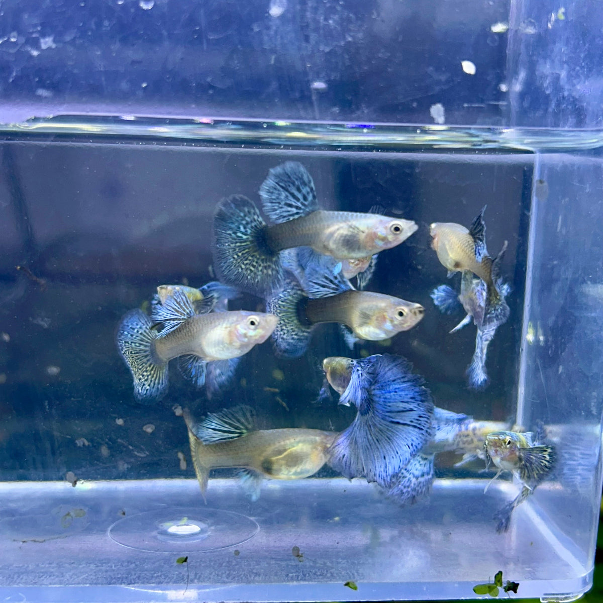 Guppy Fish Blue Dragon