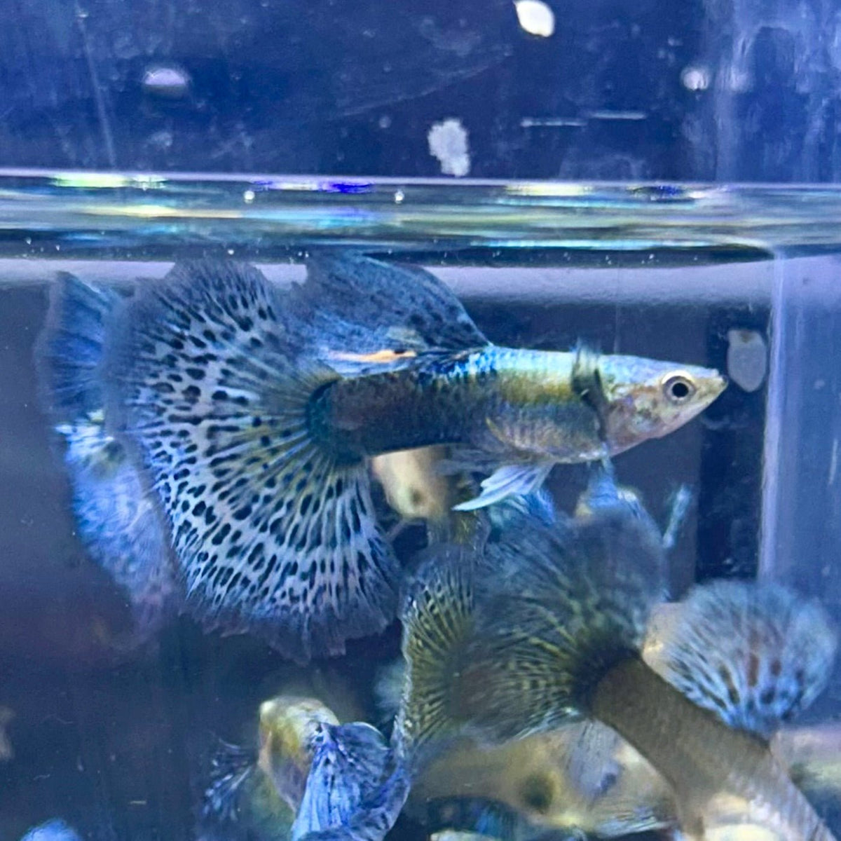 Guppy Fish Blue Dragon
