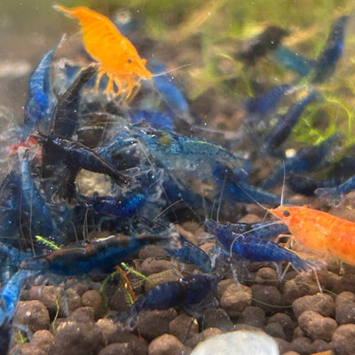 Blue Dream Neocaridina Shrimp - Good Grade