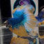 Blue Gas A69 Halfmoon - Male Betta