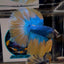 Blue Gas A69 Halfmoon - Male Betta