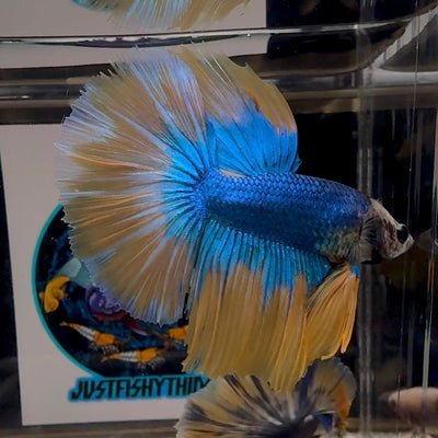 Blue Gas A69 Halfmoon - Male Betta