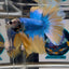 Blue Gas A69 Halfmoon - Male Betta