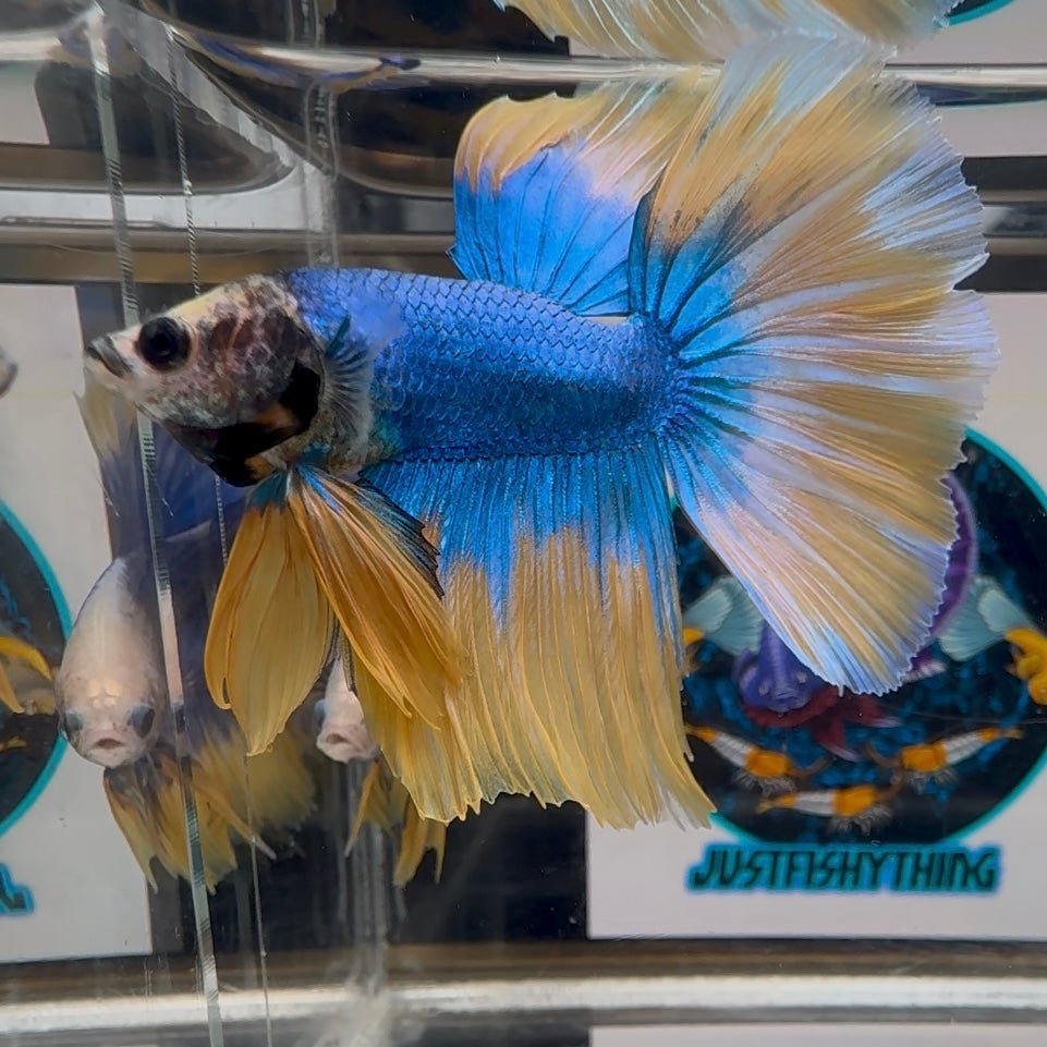 Blue Gas A69 Halfmoon - Male Betta