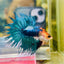 Blue Koi Crowntail Male Betta M02