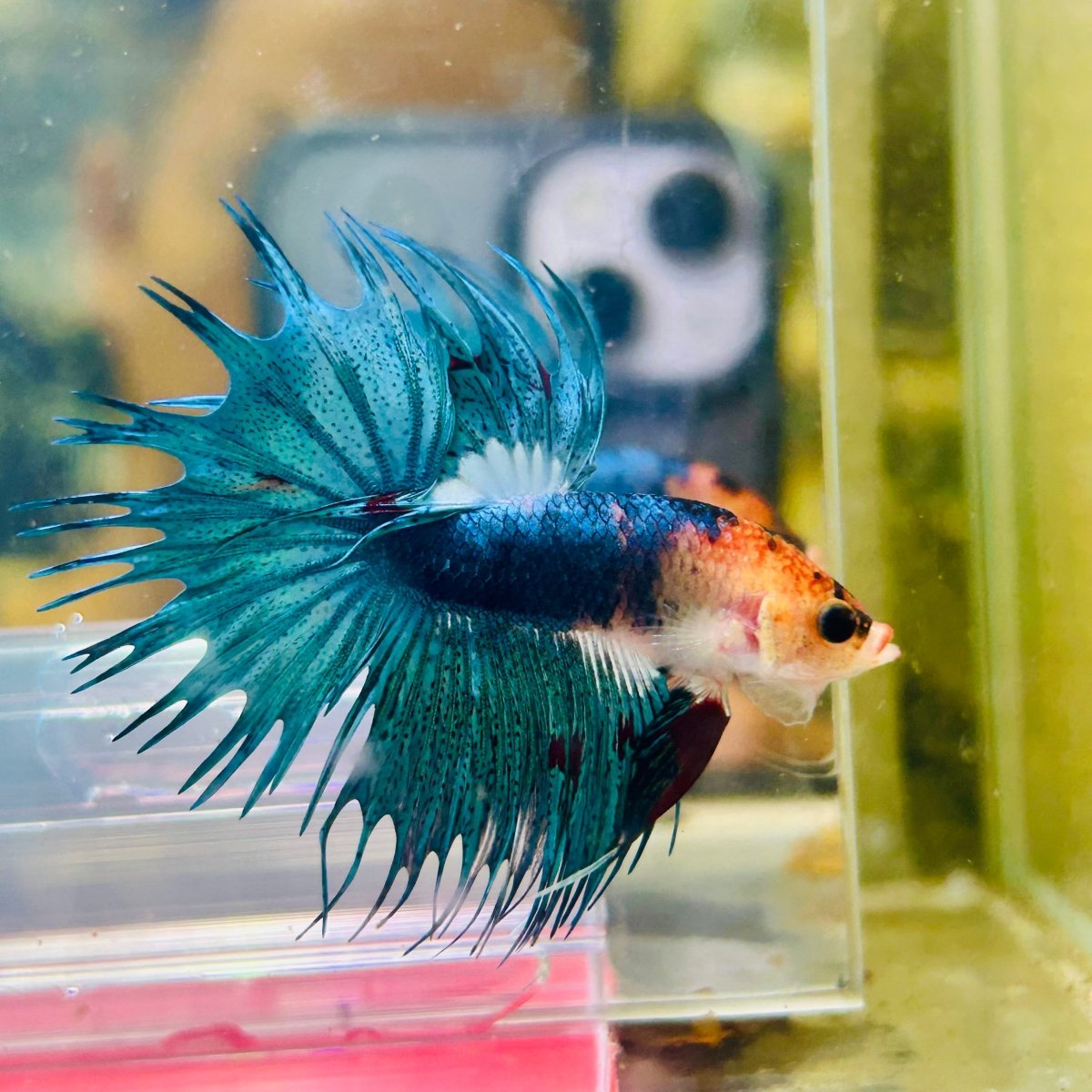 Blue Koi Crowntail Male Betta M02