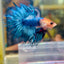 Blue Koi Crowntail Male Betta M02