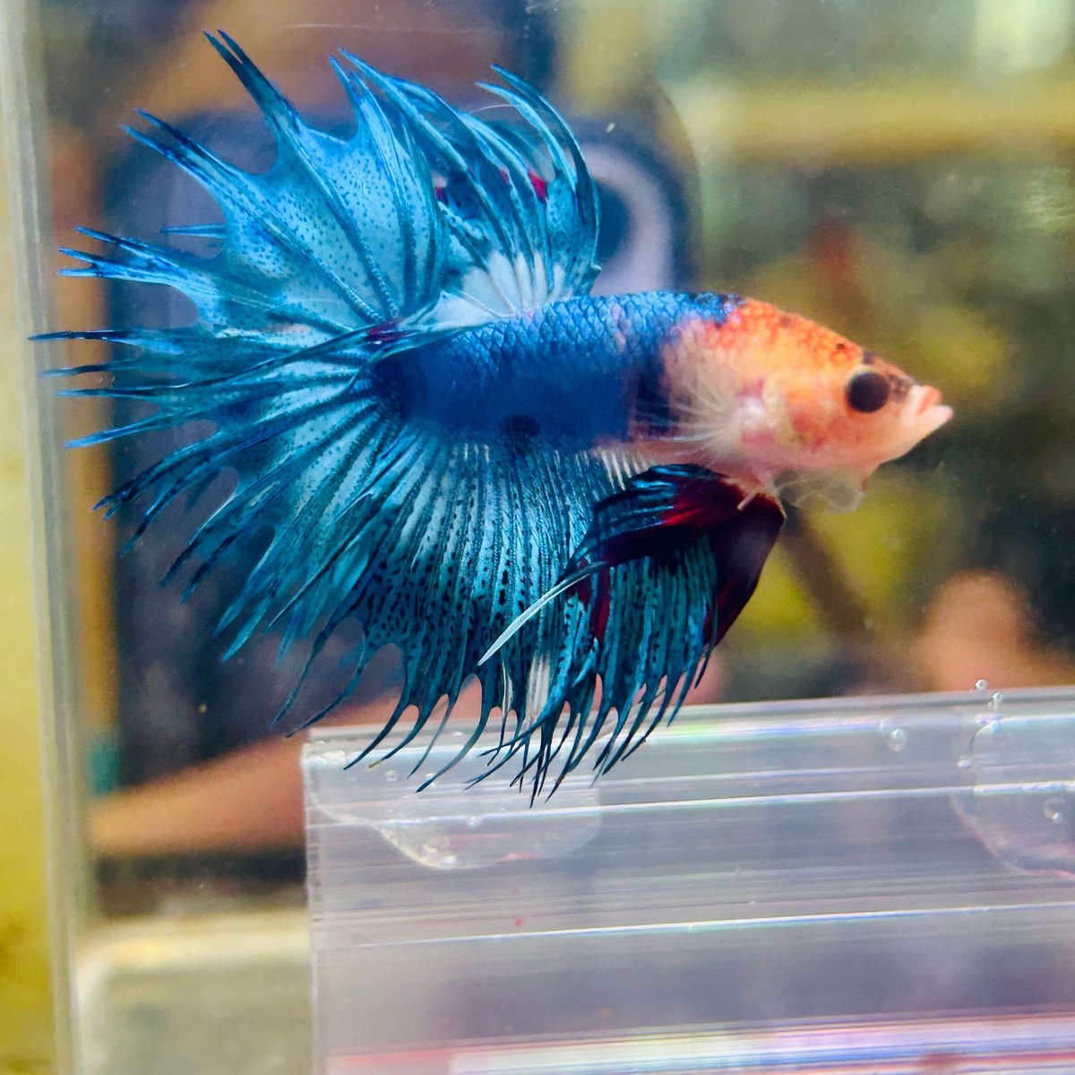 Blue Koi Crowntail Male Betta M02