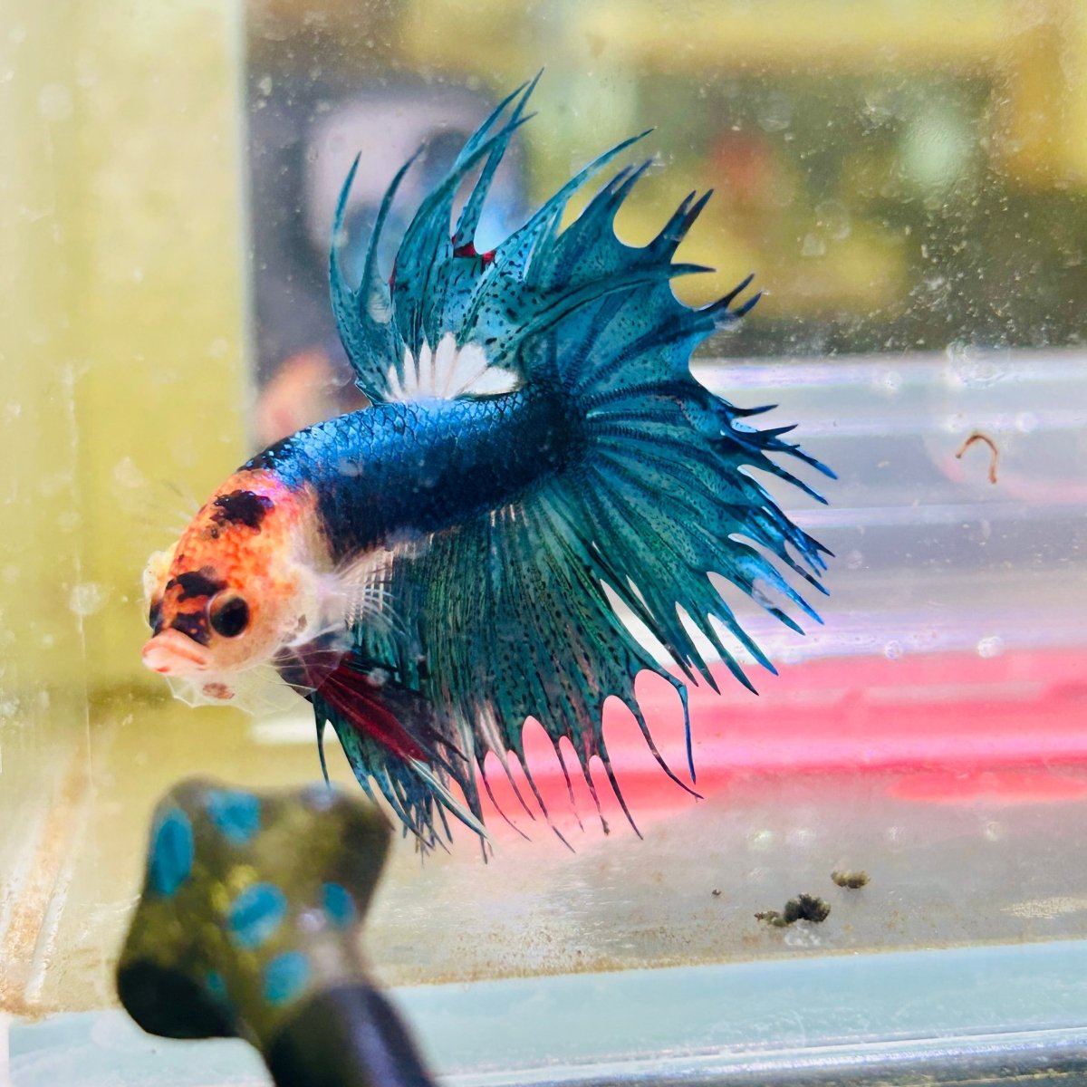 Blue Koi Crowntail Male Betta M02