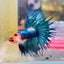 Blue Koi Crowntail Male Betta M02