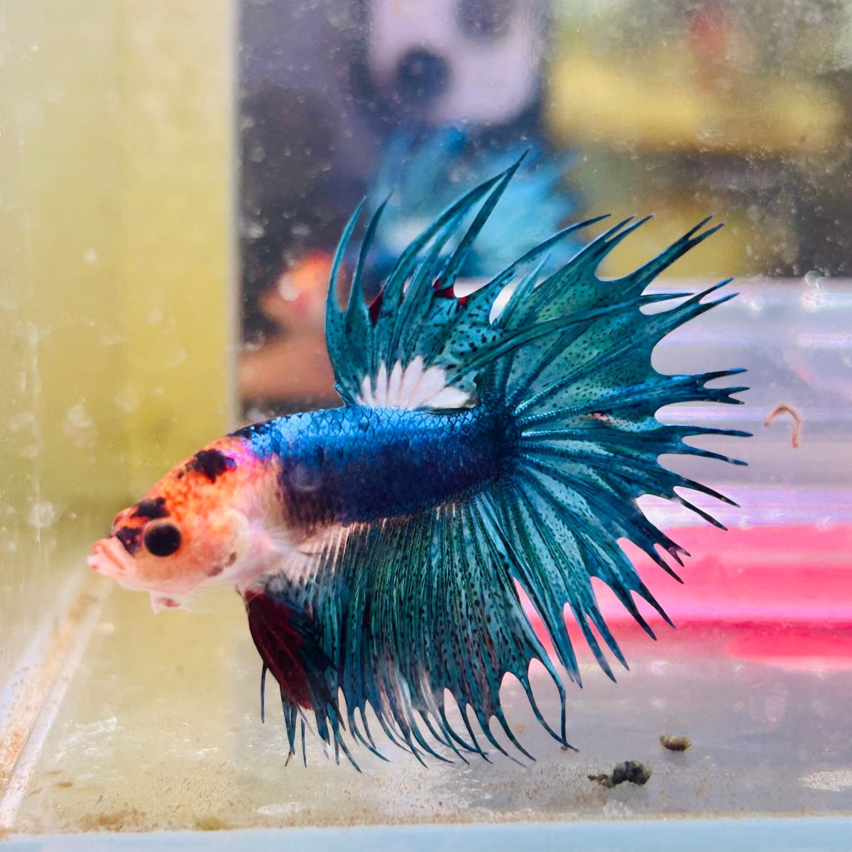 Blue Koi Crowntail Male Betta M02