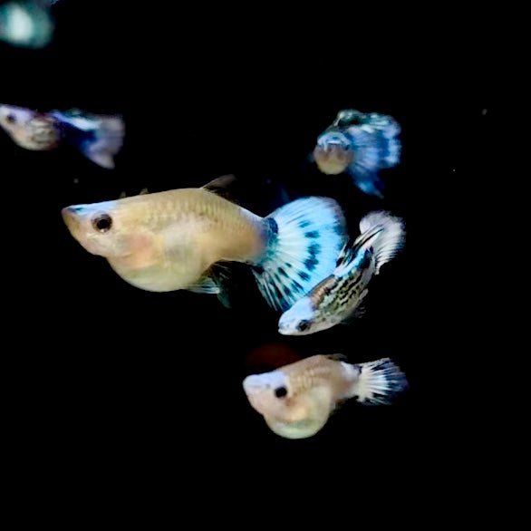 Guppy Fish Blue Koi Short Body