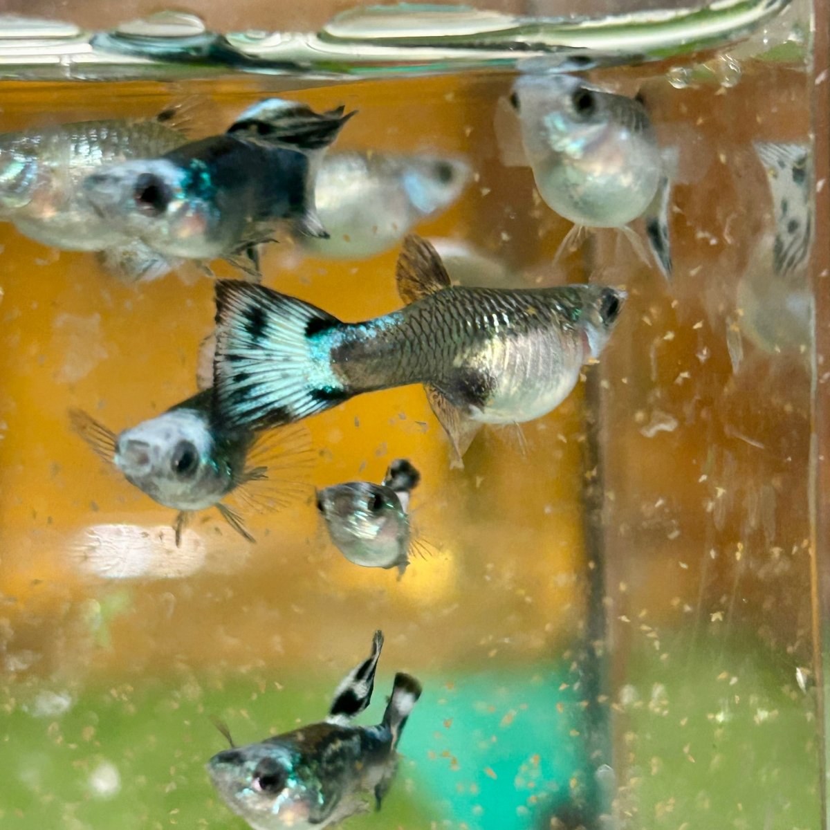 Guppy Fish Blue Koi Short Body