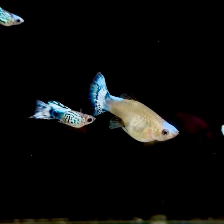 Guppy Fish Blue Koi Short Body