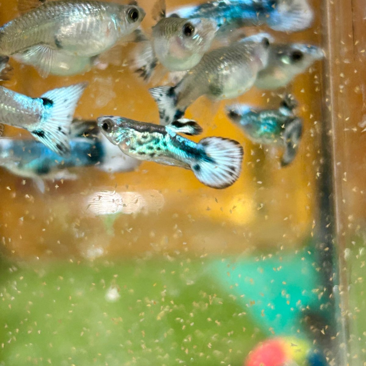 Guppy Fish Blue Koi Short Body