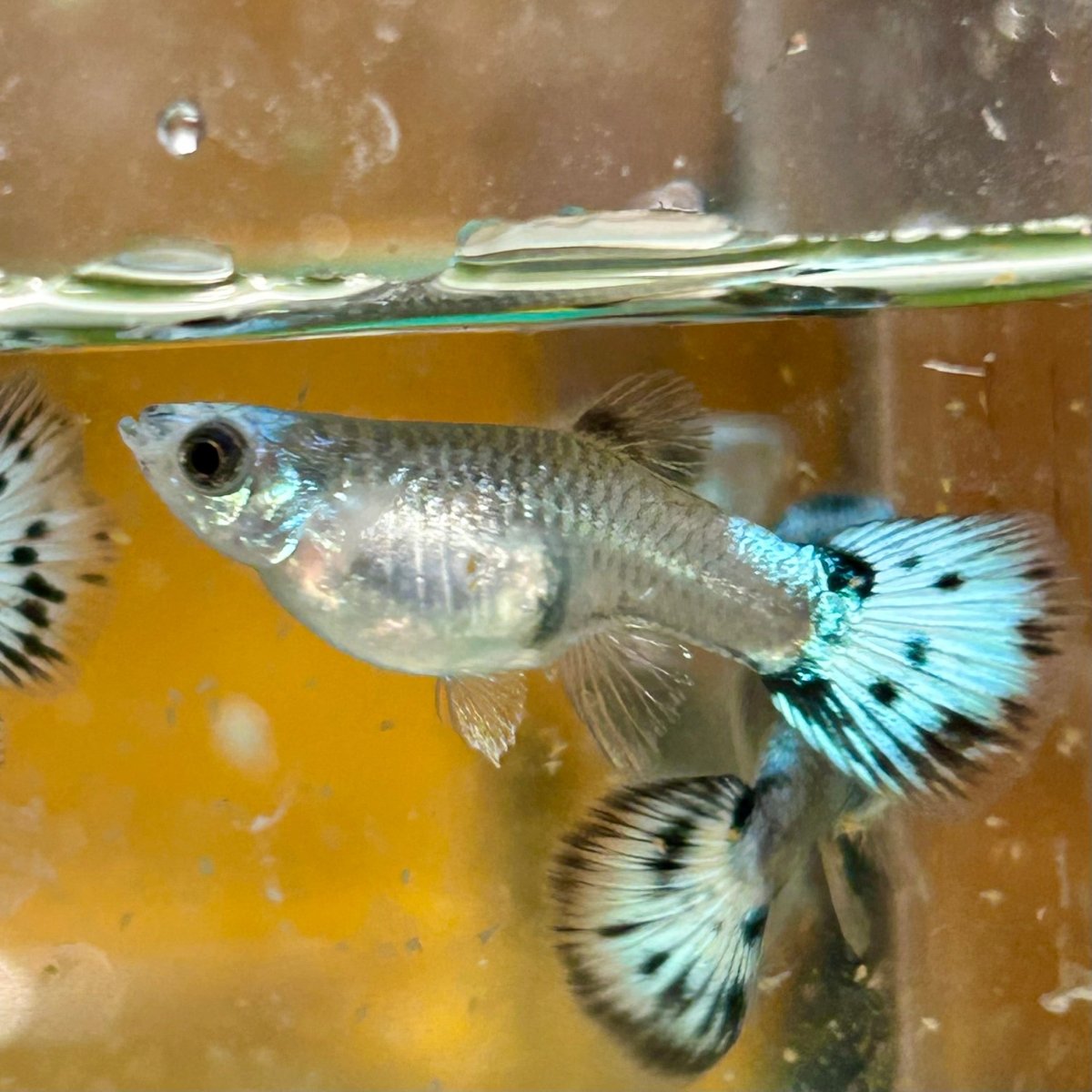 Guppy Fish Blue Koi Short Body