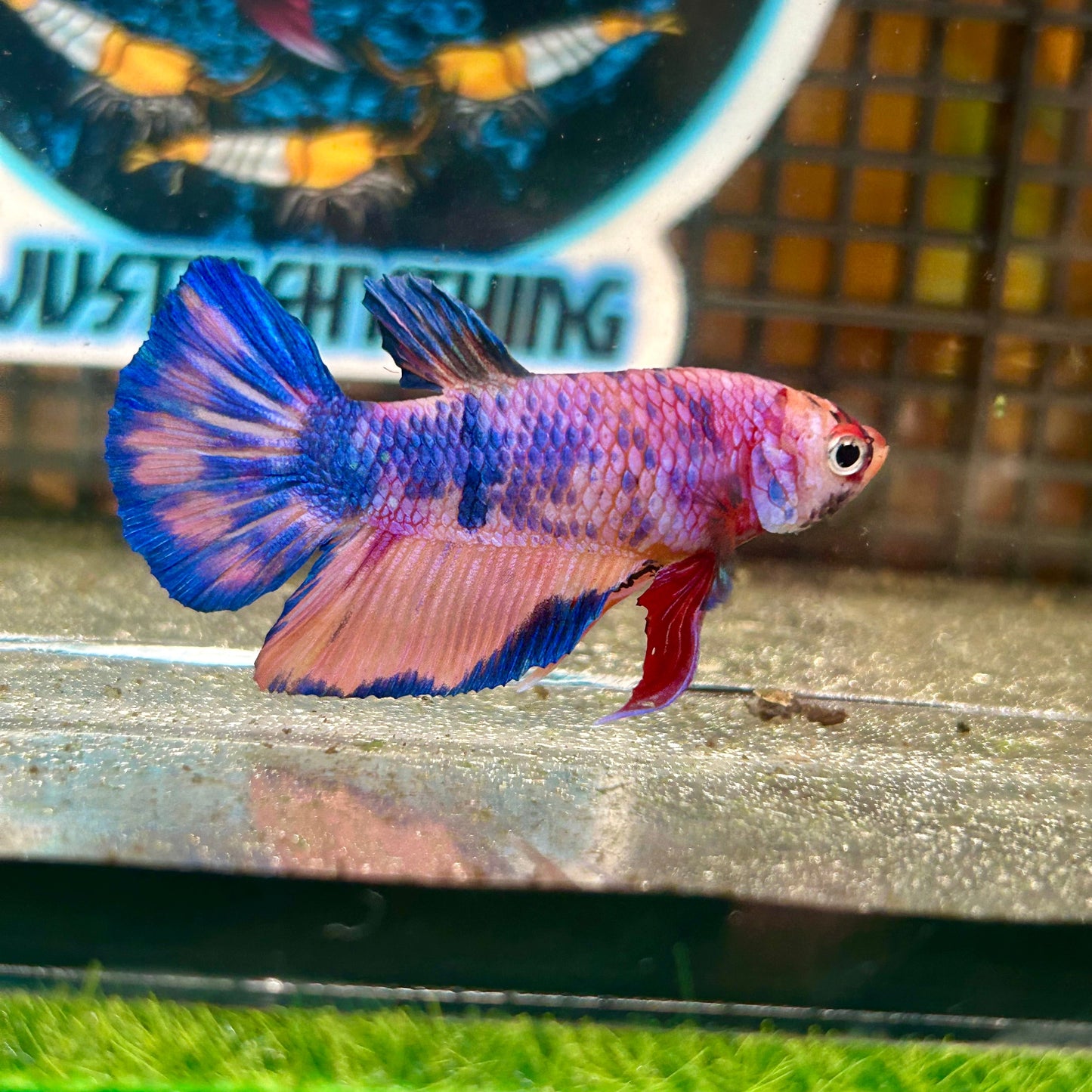 Blue Marble AOC Plakat - Male Betta 121