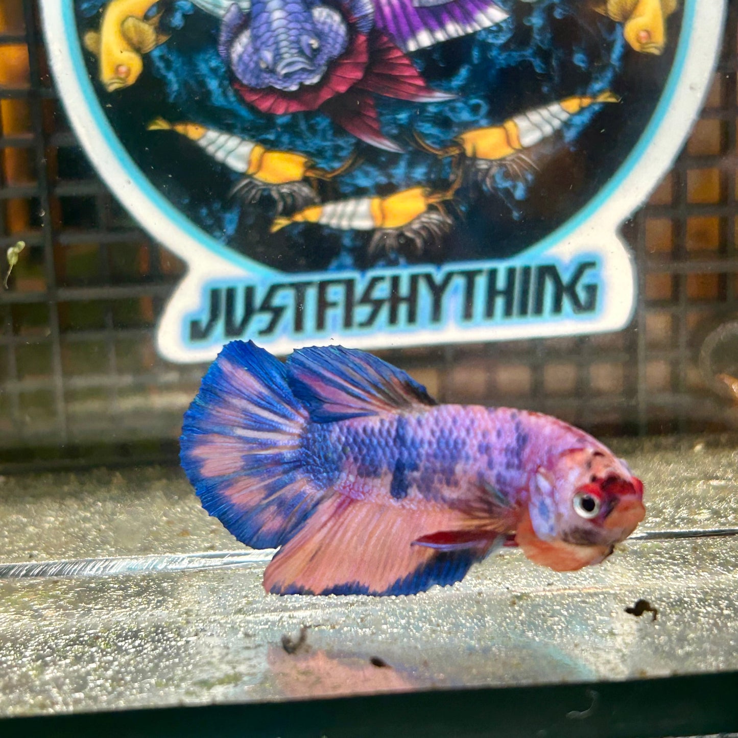 Blue Marble AOC Plakat - Male Betta 121