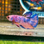 Blue Marble AOC Plakat - Male Betta 121