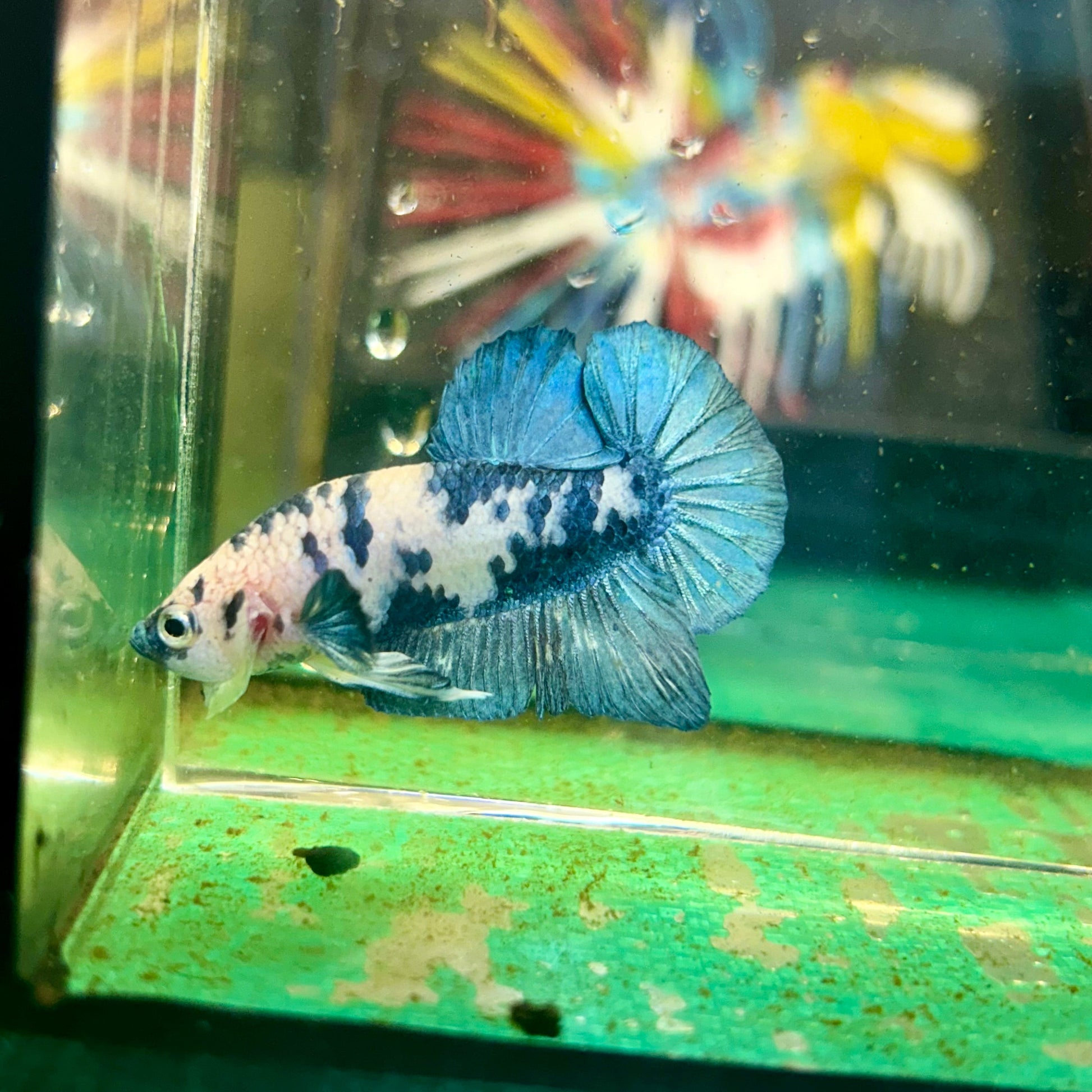 Blue Marble Dot Plakat - Male Betta 105